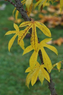 Kalopanax pictus 'Maximowiczii' - dlanitec pestrý - podzimní listy